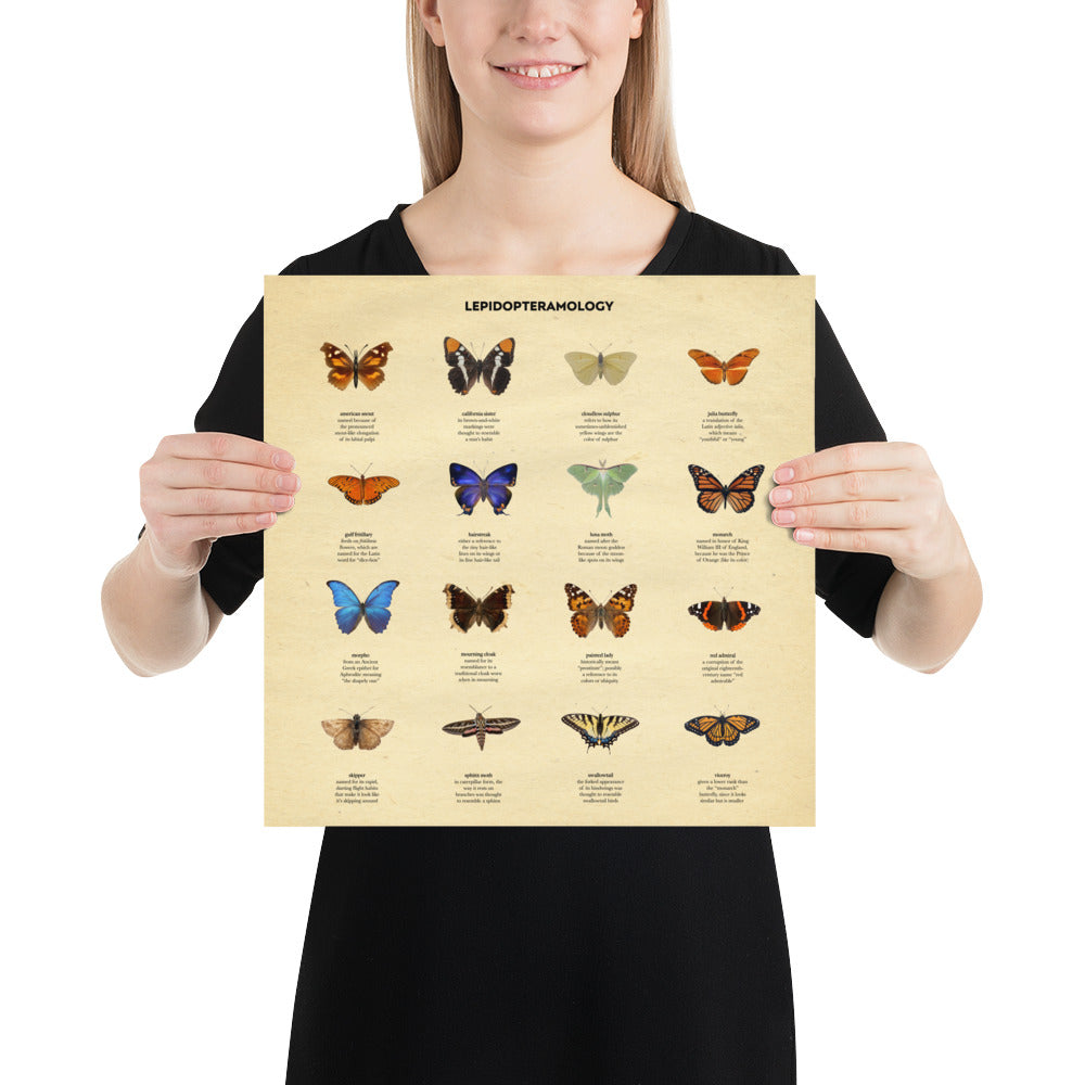 !!! NEW !!! Butterfly Etymologies Infographic