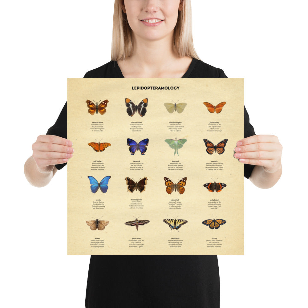 !!! NEW !!! Butterfly Etymologies Infographic