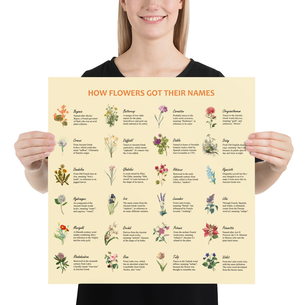 Flower Etymologies Poster