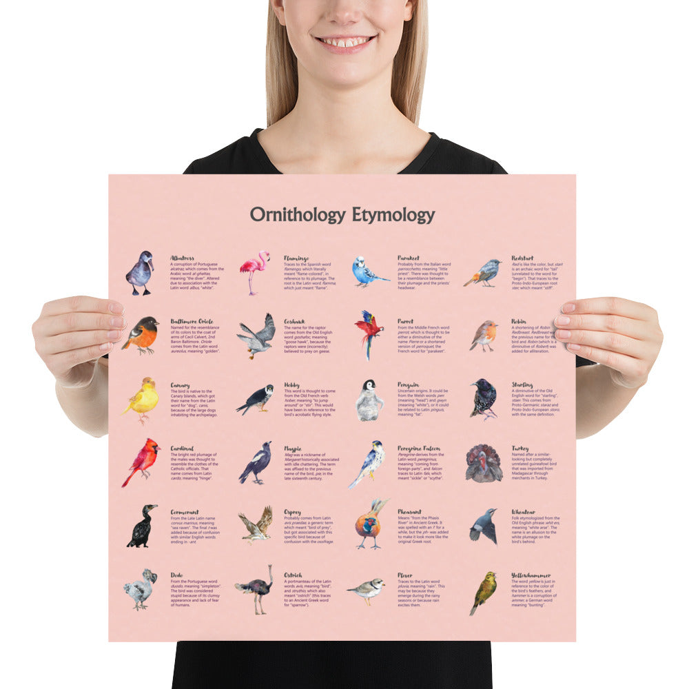 Bird Etymologies Poster