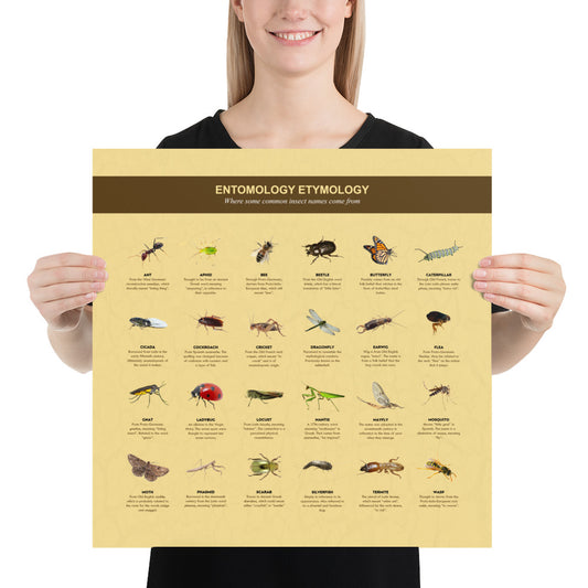 Entomology Etymologies Infographic