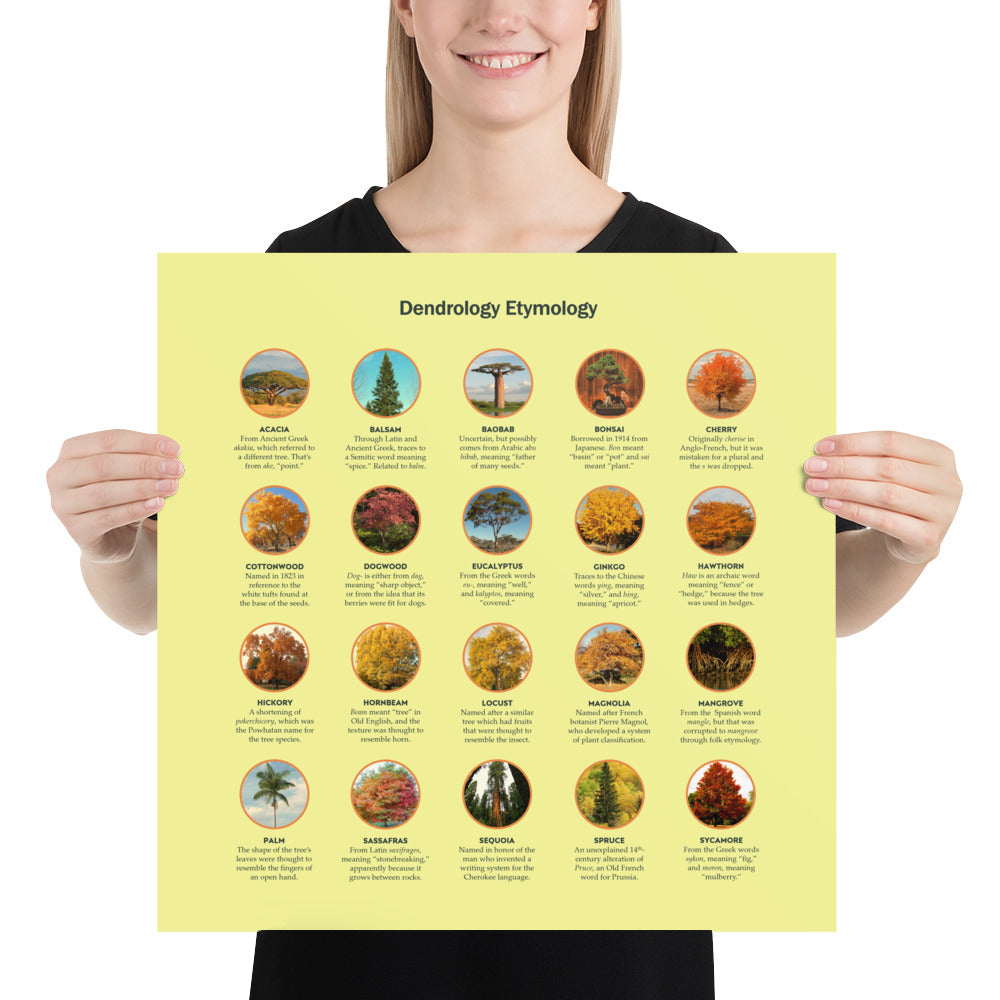 Trees Etymologies Infographic