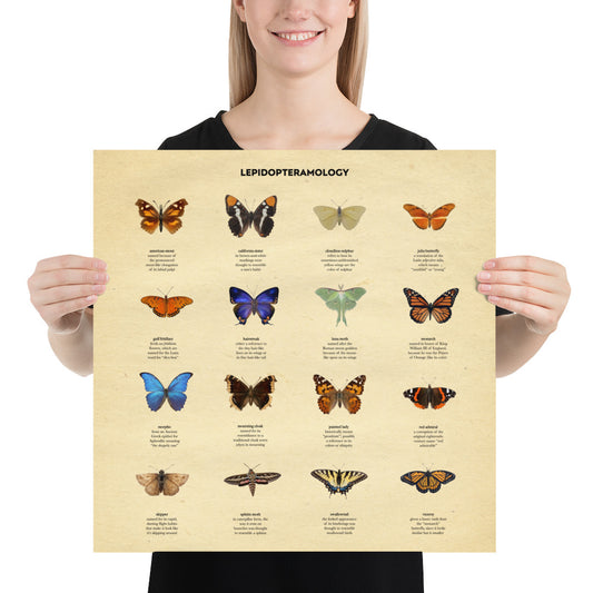 !!! NEW !!! Butterfly Etymologies Infographic